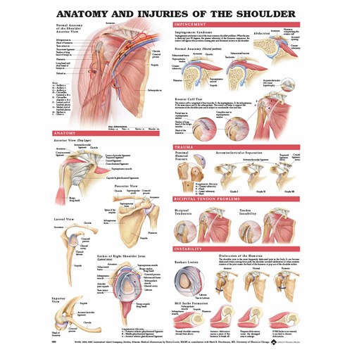 Anatomy & Injuries of Shoulder Poster