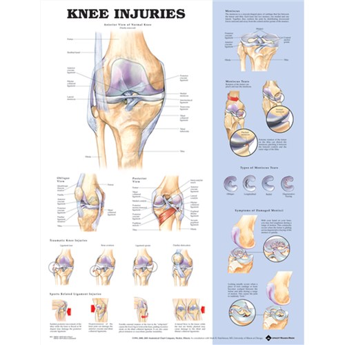 Anatomy of the Knee  Laminated Poster