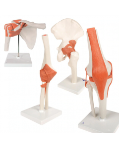 Set of Functional Joints