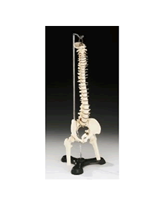 Flexible Mini Spine Model