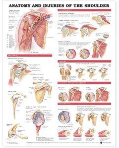 Anatomical Chart Anatomy & Injuries of the Shoulder Poster