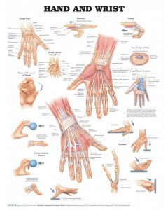 Anatomy of Hand & Wrist Poster