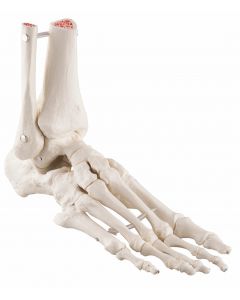 Flexible Foot Skeleton With Ankle Model