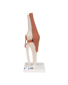 Functional Knee Joint Model