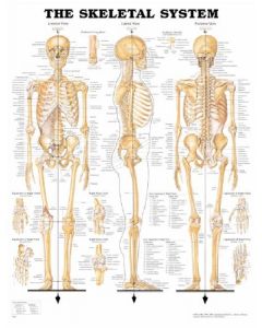 Anatomical Chart Skeletal System